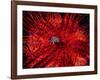 Zebra Crab (Zebrida Adamsii) in Symbiosis with an Astropyga Radiata Sea Urchin-Andrea Ferrari-Framed Photographic Print