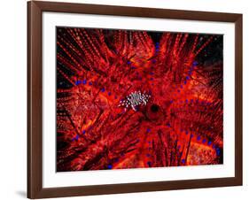 Zebra Crab (Zebrida Adamsii) in Symbiosis with an Astropyga Radiata Sea Urchin-Andrea Ferrari-Framed Photographic Print