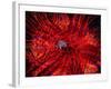 Zebra Crab (Zebrida Adamsii) in Symbiosis with an Astropyga Radiata Sea Urchin-Andrea Ferrari-Framed Photographic Print