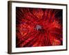 Zebra Crab (Zebrida Adamsii) in Symbiosis with an Astropyga Radiata Sea Urchin-Andrea Ferrari-Framed Photographic Print