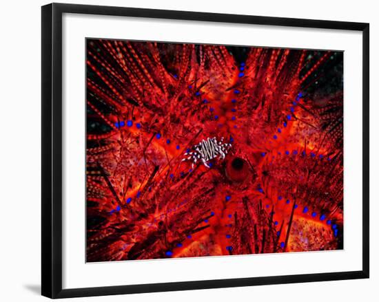 Zebra Crab (Zebrida Adamsii) in Symbiosis with an Astropyga Radiata Sea Urchin-Andrea Ferrari-Framed Photographic Print