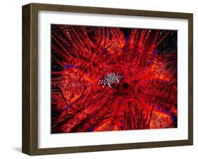 Zebra Crab (Zebrida Adamsii) in Symbiosis with an Astropyga Radiata Sea Urchin-Andrea Ferrari-Framed Photographic Print