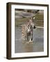 Zebra Crossing the River Full Bleed-Martin Fowkes-Framed Giclee Print