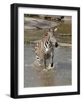 Zebra Crossing the River Full Bleed-Martin Fowkes-Framed Giclee Print