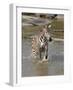 Zebra Crossing the River Full Bleed-Martin Fowkes-Framed Giclee Print