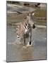 Zebra Crossing the River Full Bleed-Martin Fowkes-Mounted Giclee Print