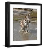 Zebra Crossing the River-Martin Fowkes-Framed Giclee Print