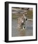 Zebra Crossing the River-Martin Fowkes-Framed Giclee Print