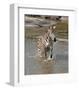 Zebra Crossing the River-Martin Fowkes-Framed Giclee Print