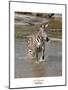 Zebra Crossing the River-Martin Fowkes-Mounted Giclee Print