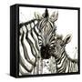 Zebra Cuddles-Jin Jing-Framed Stretched Canvas