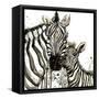 Zebra Cuddles-Jin Jing-Framed Stretched Canvas