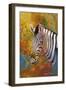 Zebra Days-Graeme Stevenson-Framed Giclee Print