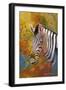 Zebra Days-Graeme Stevenson-Framed Giclee Print