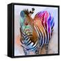 Zebra Dreams-Galen Hazelhofer-Framed Stretched Canvas