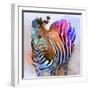 Zebra Dreams-Galen Hazelhofer-Framed Art Print