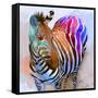 Zebra Dreams-Galen Hazelhofer-Framed Stretched Canvas