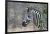 Zebra (Equus Burchelli), Kruger National Park, South-Africa, 2018 (Photo)-null-Framed Giclee Print