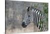 Zebra (Equus Burchelli), Kruger National Park, South-Africa, 2018 (Photo)-null-Stretched Canvas