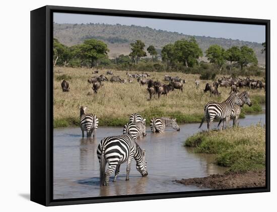 Zebra (Equus Quagga), Masai Mara, Kenya, East Africa, Africa-Sergio Pitamitz-Framed Stretched Canvas