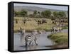 Zebra (Equus Quagga), Masai Mara, Kenya, East Africa, Africa-Sergio Pitamitz-Framed Stretched Canvas