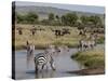 Zebra (Equus Quagga), Masai Mara, Kenya, East Africa, Africa-Sergio Pitamitz-Stretched Canvas