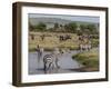 Zebra (Equus Quagga), Masai Mara, Kenya, East Africa, Africa-Sergio Pitamitz-Framed Photographic Print