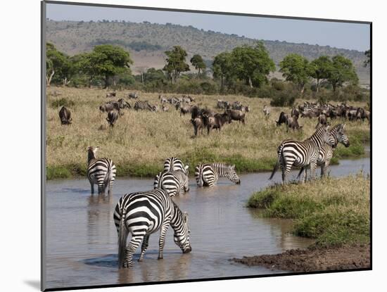 Zebra (Equus Quagga), Masai Mara, Kenya, East Africa, Africa-Sergio Pitamitz-Mounted Photographic Print