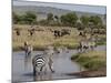 Zebra (Equus Quagga), Masai Mara, Kenya, East Africa, Africa-Sergio Pitamitz-Mounted Photographic Print