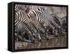 Zebra (Equus Quagga), Masai Mara, Kenya, East Africa, Africa-Sergio Pitamitz-Framed Stretched Canvas