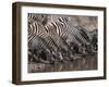 Zebra (Equus Quagga), Masai Mara, Kenya, East Africa, Africa-Sergio Pitamitz-Framed Photographic Print