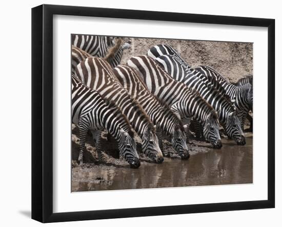 Zebra (Equus Quagga), Masai Mara, Kenya, East Africa, Africa-Sergio Pitamitz-Framed Photographic Print