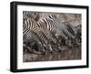 Zebra (Equus Quagga), Masai Mara, Kenya, East Africa, Africa-Sergio Pitamitz-Framed Photographic Print