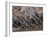 Zebra (Equus Quagga), Masai Mara, Kenya, East Africa, Africa-Sergio Pitamitz-Framed Photographic Print