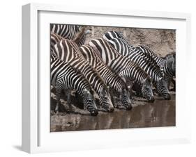 Zebra (Equus Quagga), Masai Mara, Kenya, East Africa, Africa-Sergio Pitamitz-Framed Photographic Print