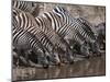 Zebra (Equus Quagga), Masai Mara, Kenya, East Africa, Africa-Sergio Pitamitz-Mounted Photographic Print