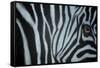 Zebra Eye-Cherie Roe Dirksen-Framed Stretched Canvas