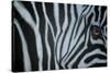 Zebra Eye-Cherie Roe Dirksen-Stretched Canvas