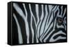 Zebra Eye-Cherie Roe Dirksen-Framed Stretched Canvas