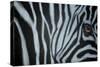 Zebra Eye-Cherie Roe Dirksen-Stretched Canvas