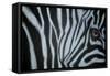 Zebra Eye-Cherie Roe Dirksen-Framed Stretched Canvas