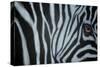 Zebra Eye-Cherie Roe Dirksen-Stretched Canvas