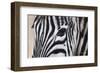 Zebra Eyes-Sarah Stribbling-Framed Art Print