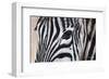 Zebra Eyes-Sarah Stribbling-Framed Art Print