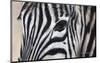 Zebra Eyes-Sarah Stribbling-Mounted Art Print