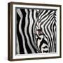 Zebra Face-Cherie Roe Dirksen-Framed Giclee Print