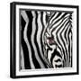 Zebra Face-Cherie Roe Dirksen-Framed Giclee Print