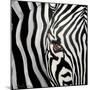 Zebra Face-Cherie Roe Dirksen-Mounted Giclee Print