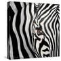 Zebra Face-Cherie Roe Dirksen-Stretched Canvas