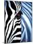 Zebra Face-Cherie Roe Dirksen-Mounted Giclee Print